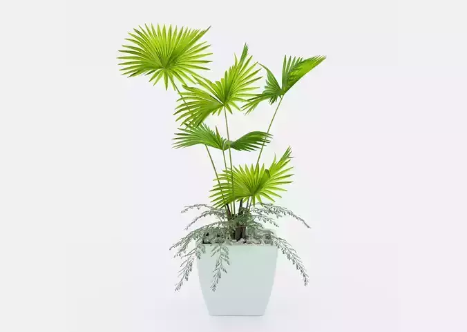 Indoor palm plant 3D model