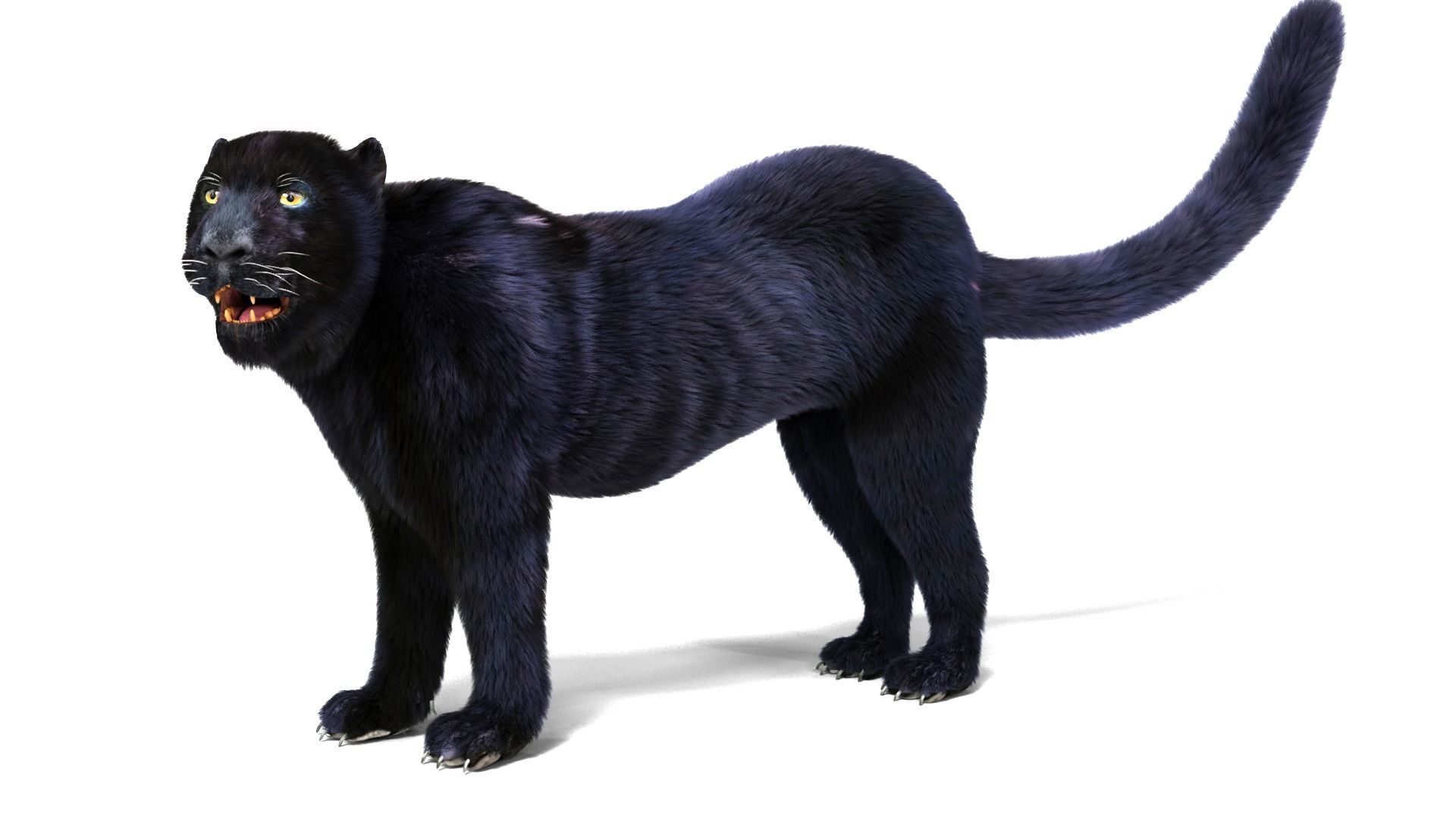 Realistic Fur Black panther Rigged Low-poly 3D model_3