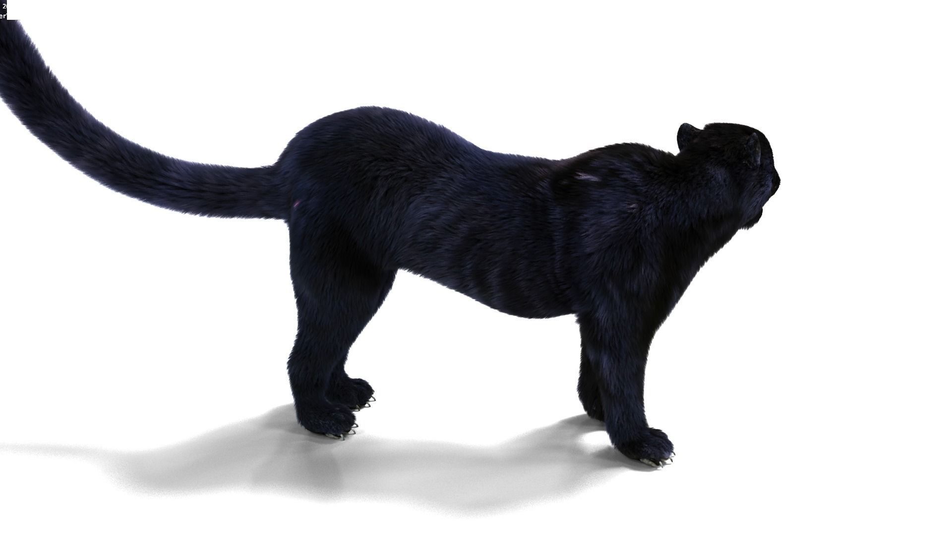 Realistic Fur Black panther Rigged Low-poly 3D model_4