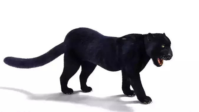 Realistic Fur Black panther Rigged Low-poly 3D model