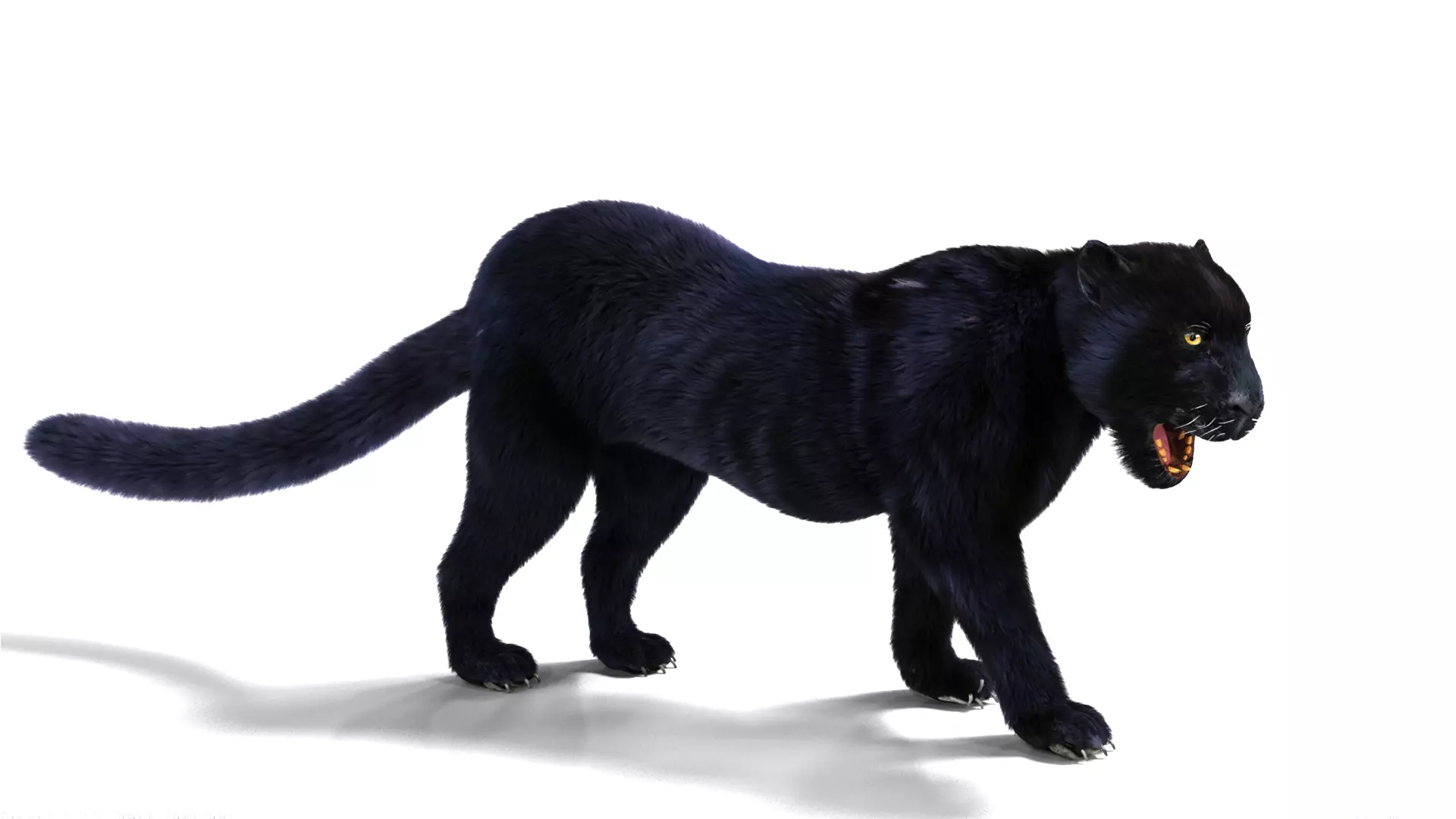 Realistic Fur Black panther Rigged Low-poly 3D model_0
