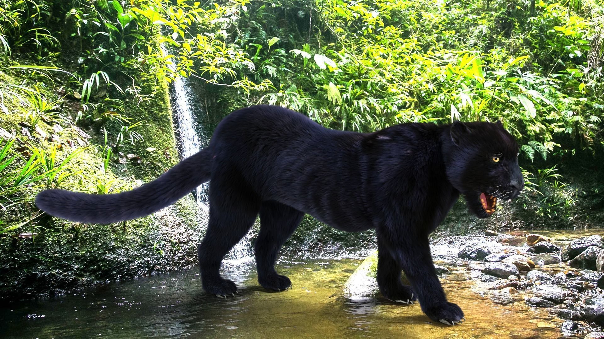 Realistic Fur Black panther Rigged Low-poly 3D model_2