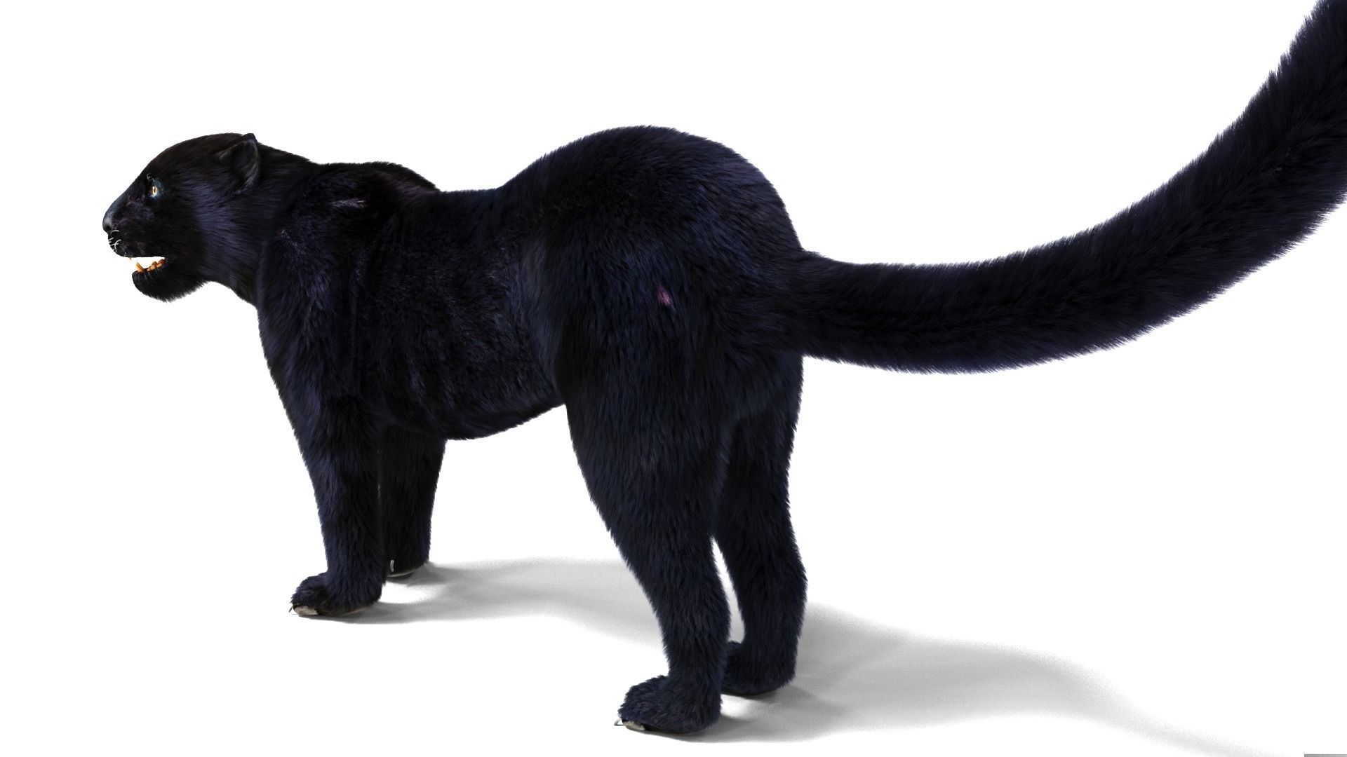 Realistic Fur Black panther Rigged Low-poly 3D model_5