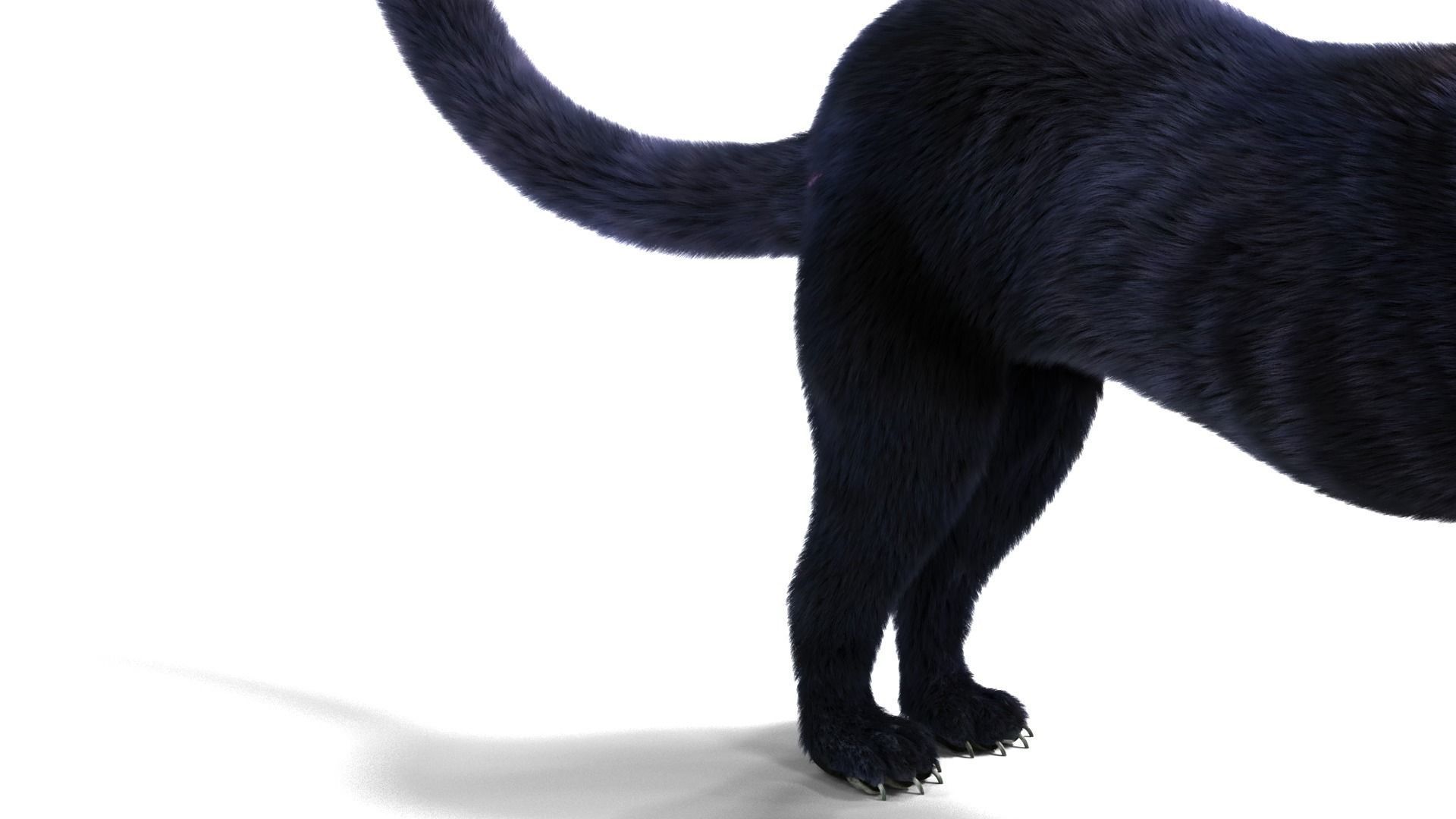 Realistic Fur Black panther Rigged Low-poly 3D model_7