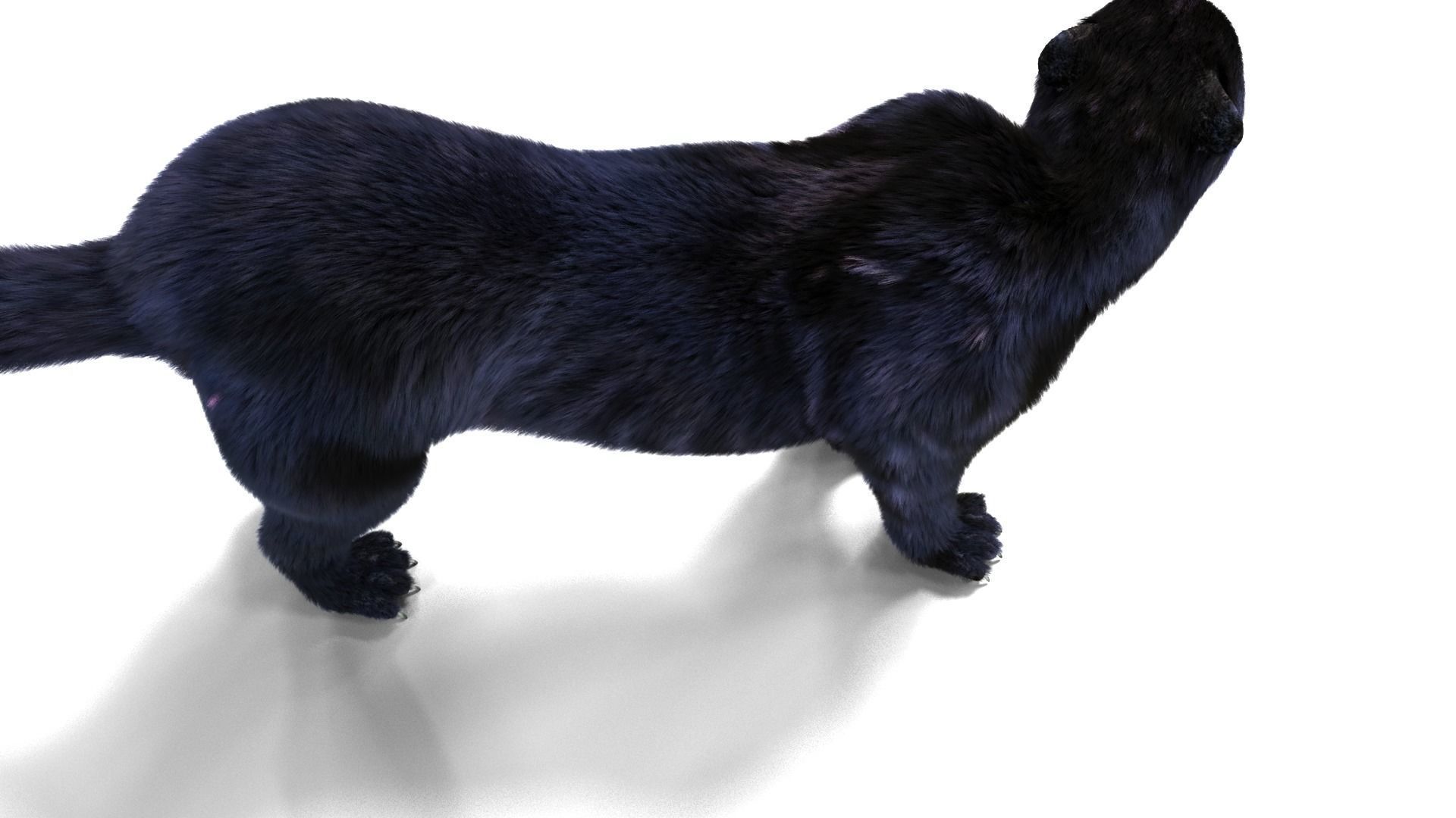 Realistic Fur Black panther Rigged Low-poly 3D model_6