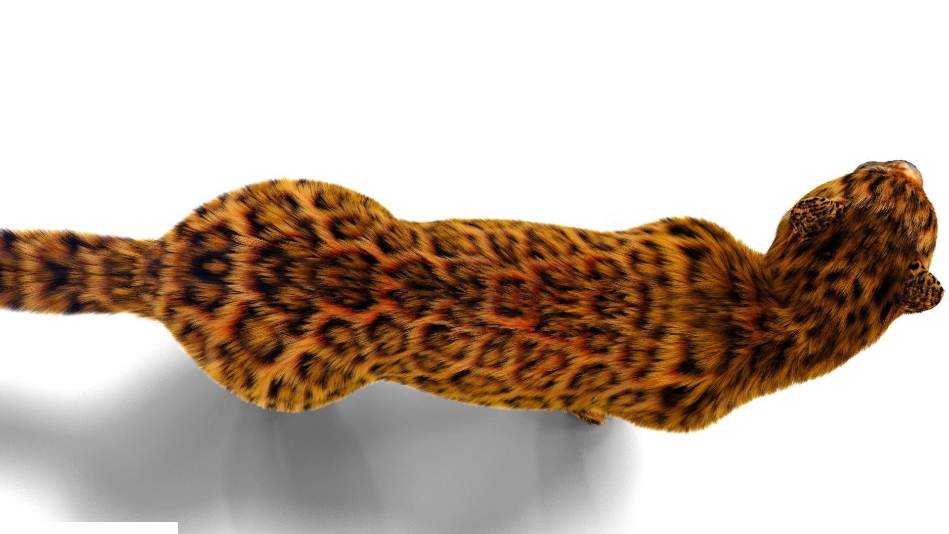 Fur Leopard Rigged  Low-poly 3D model_5