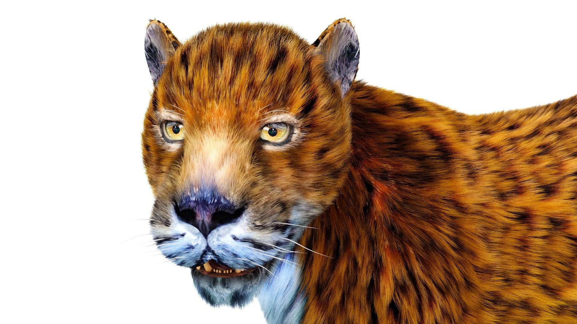 Fur Leopard Rigged  Low-poly 3D model_17