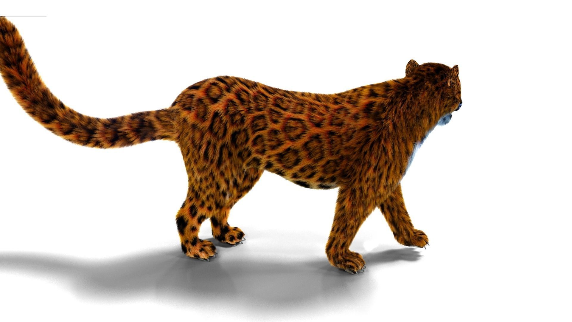 Fur Leopard Rigged  Low-poly 3D model_2