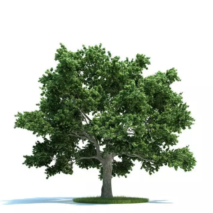 Mature Oak Tree 3D model_0