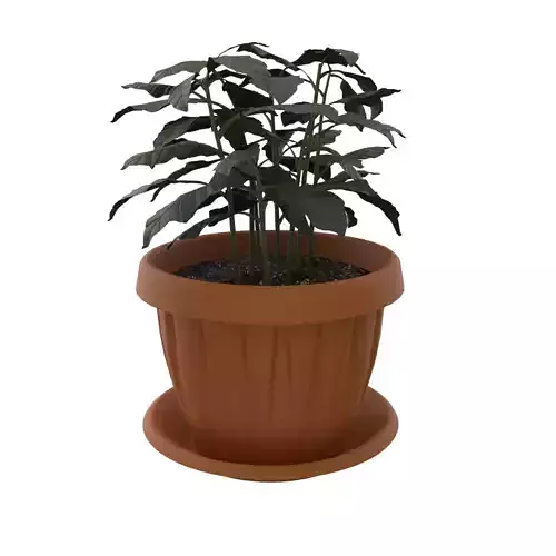 Coffee Tree Flower PBR