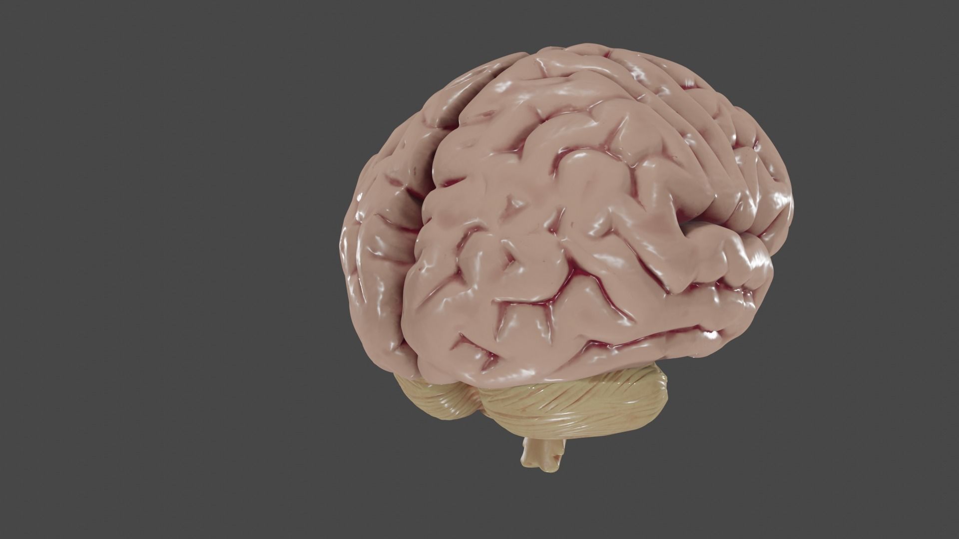 Brain Low poly 3d model human Low-poly 3D model_6
