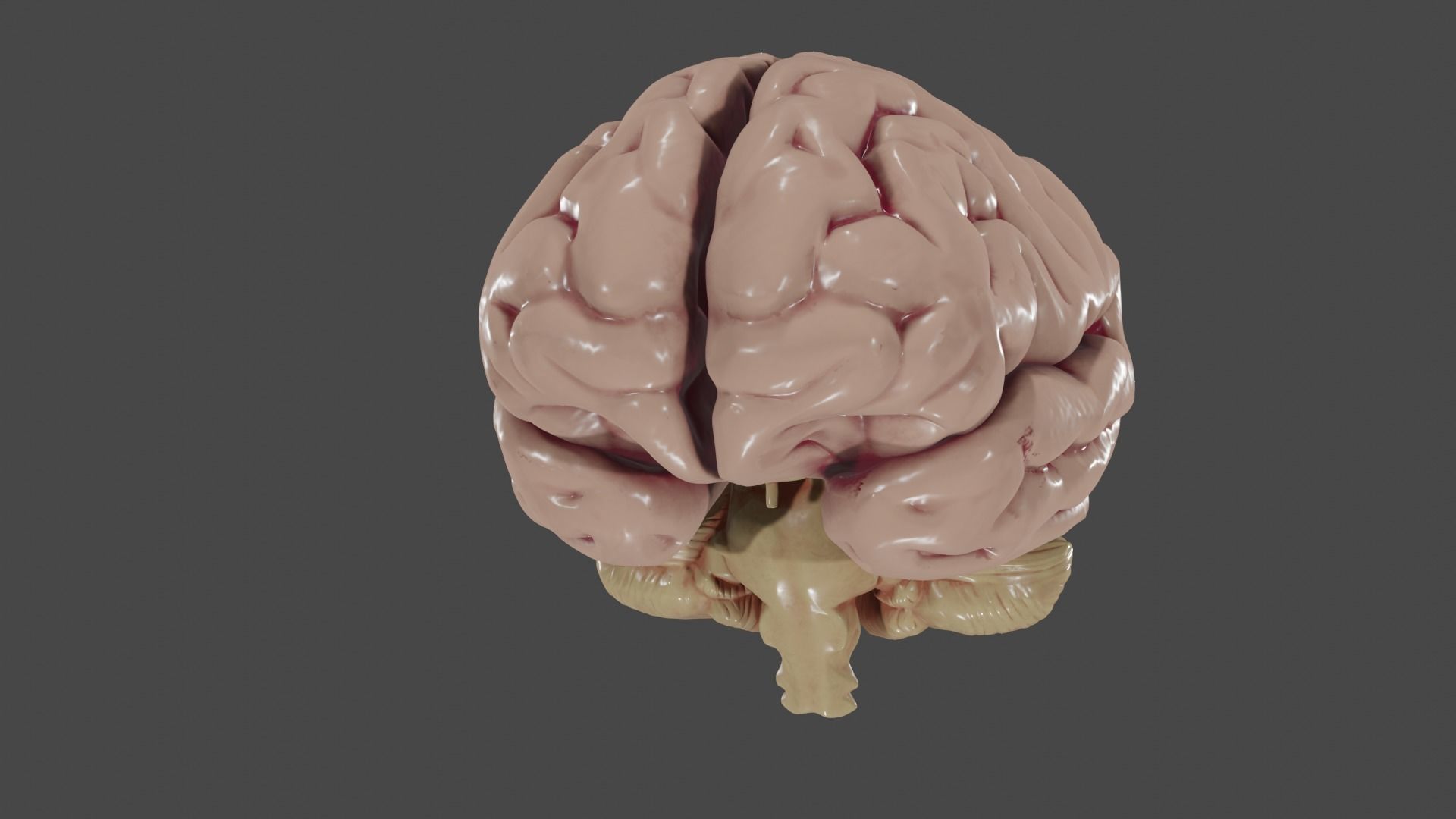 Brain Low poly 3d model human Low-poly 3D model_2