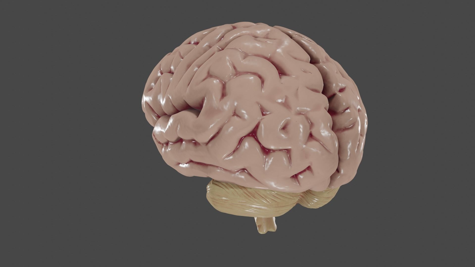 Brain Low poly 3d model human Low-poly 3D model_10