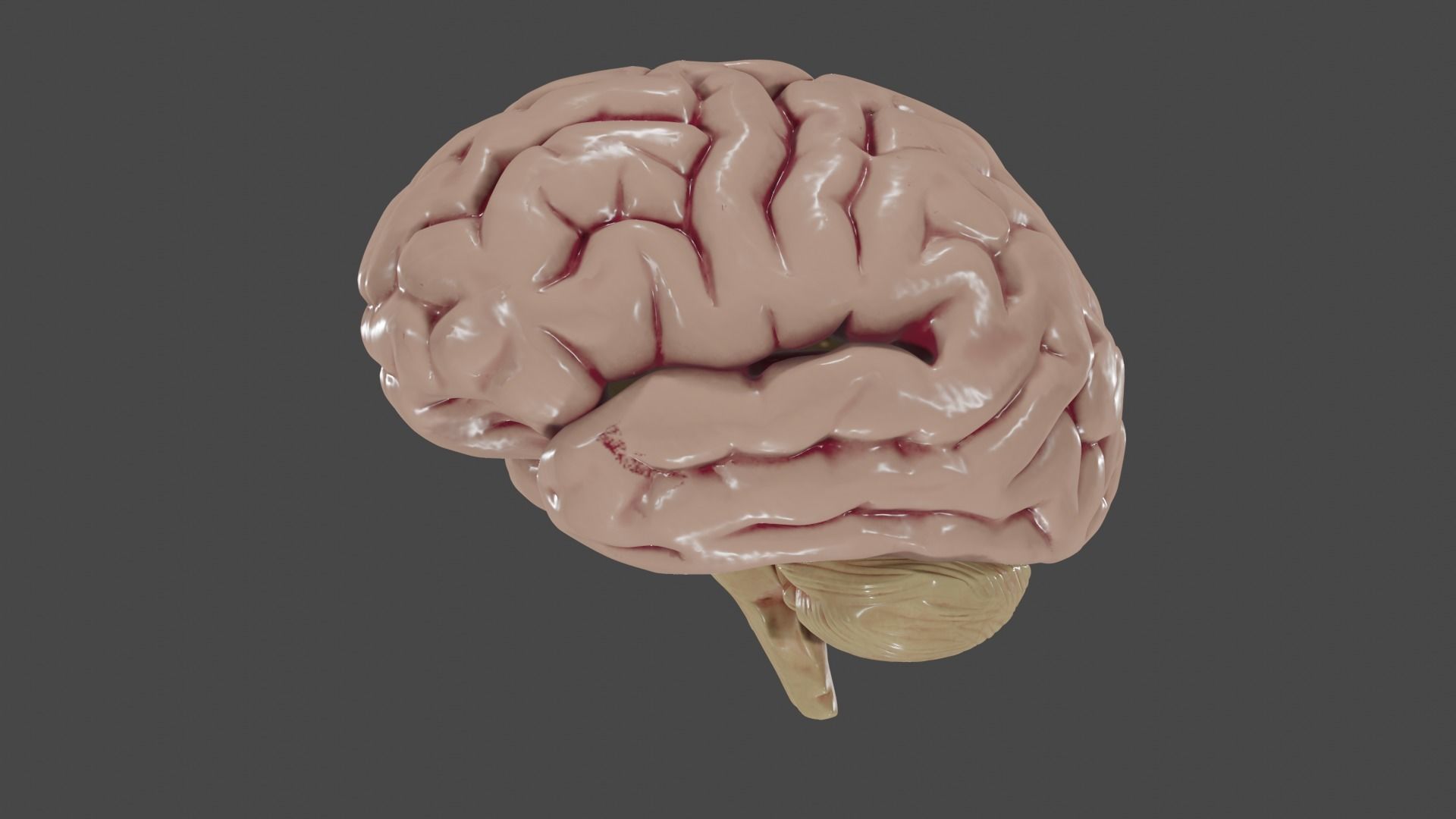 Brain Low poly 3d model human Low-poly 3D model_9