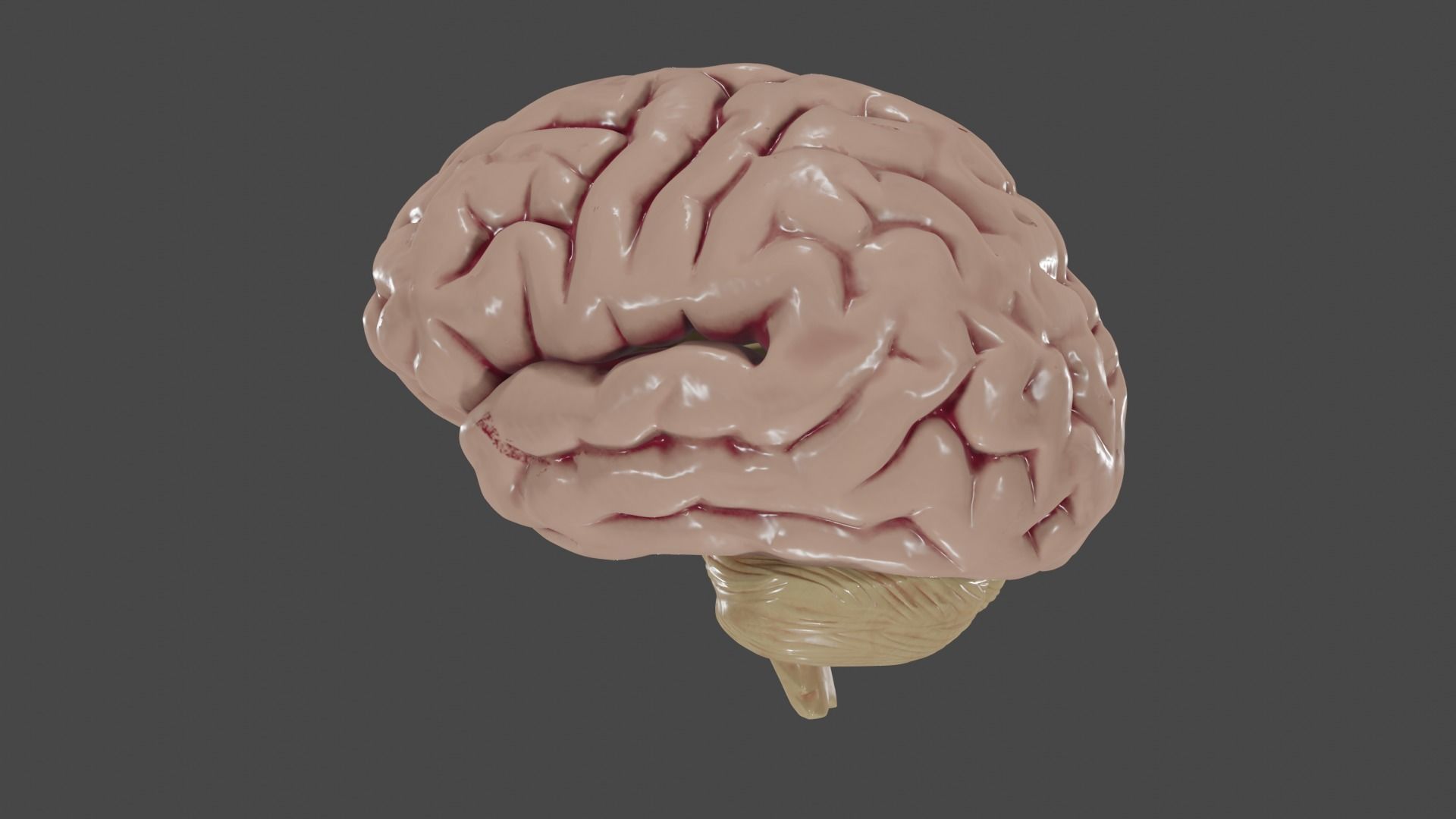 Brain Low poly 3d model human Low-poly 3D model_12