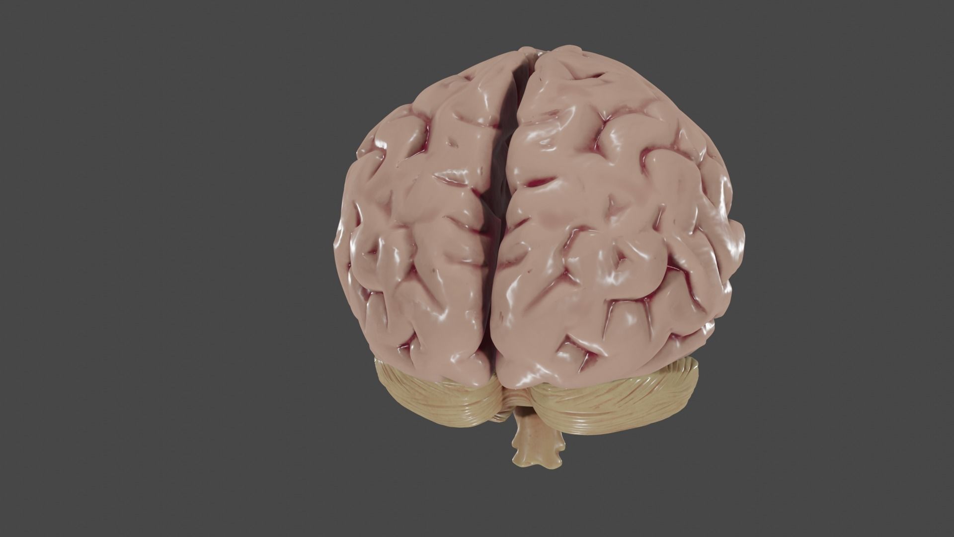 Brain Low poly 3d model human Low-poly 3D model_11