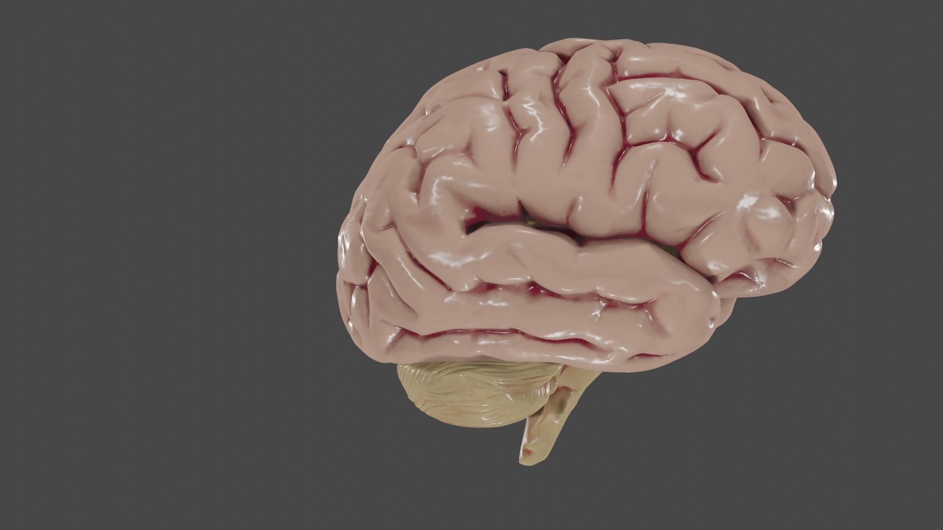Brain Low poly 3d model human Low-poly 3D model_3