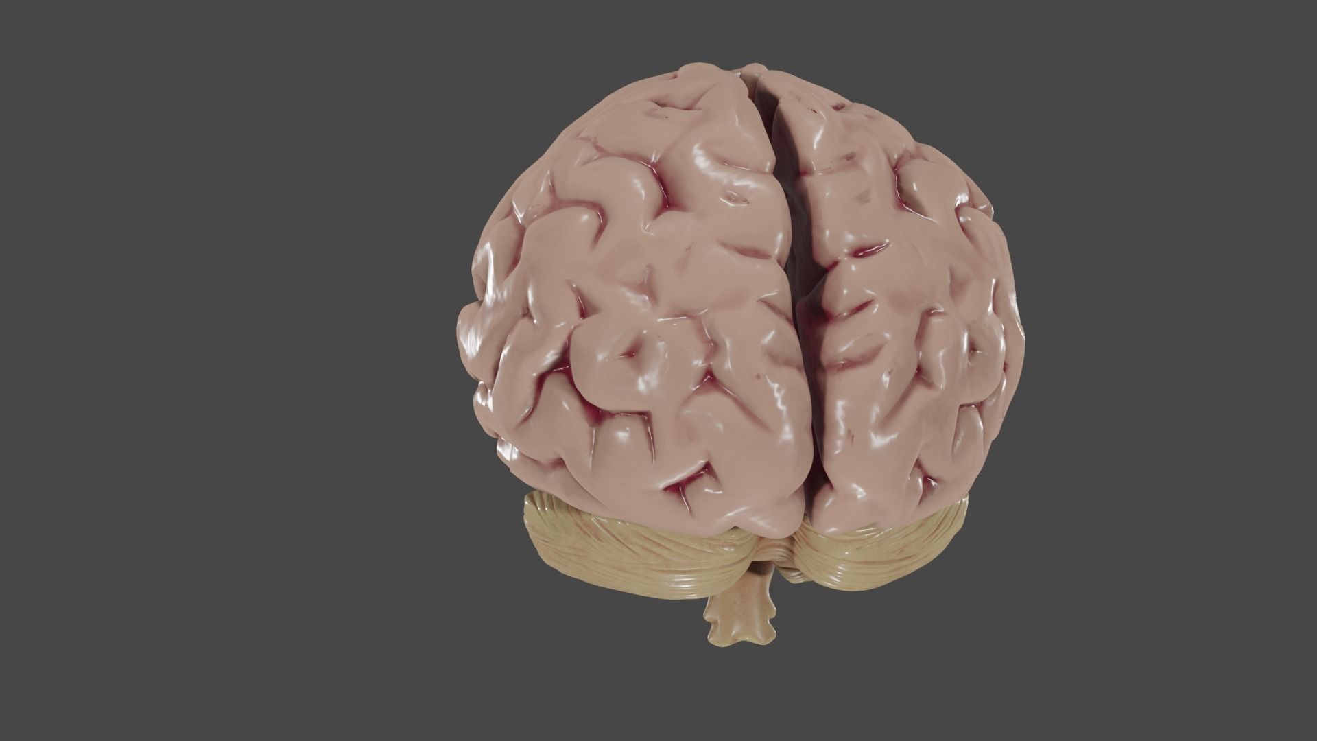Brain Low poly 3d model human Low-poly 3D model_7