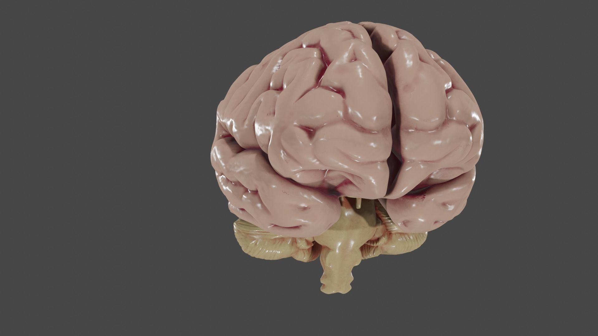Brain Low poly 3d model human Low-poly 3D model_4
