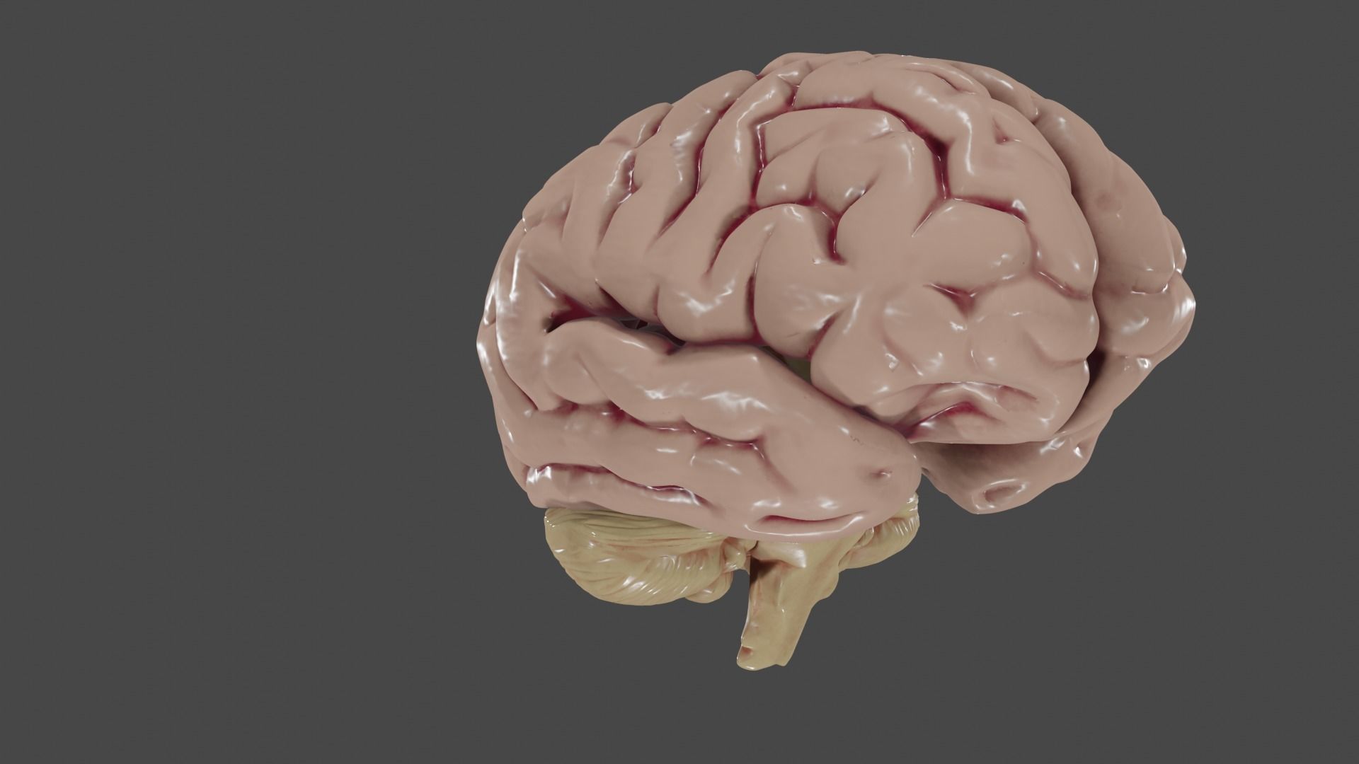 Brain Low poly 3d model human Low-poly 3D model_1