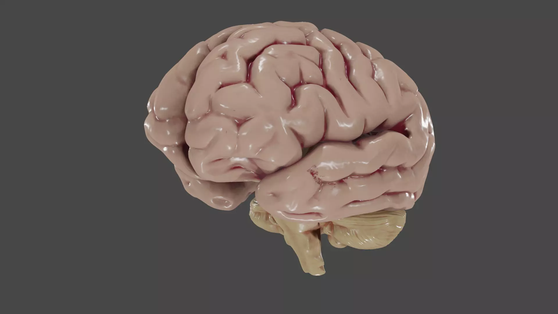 Brain Low poly 3d model human Low-poly 3D model_0
