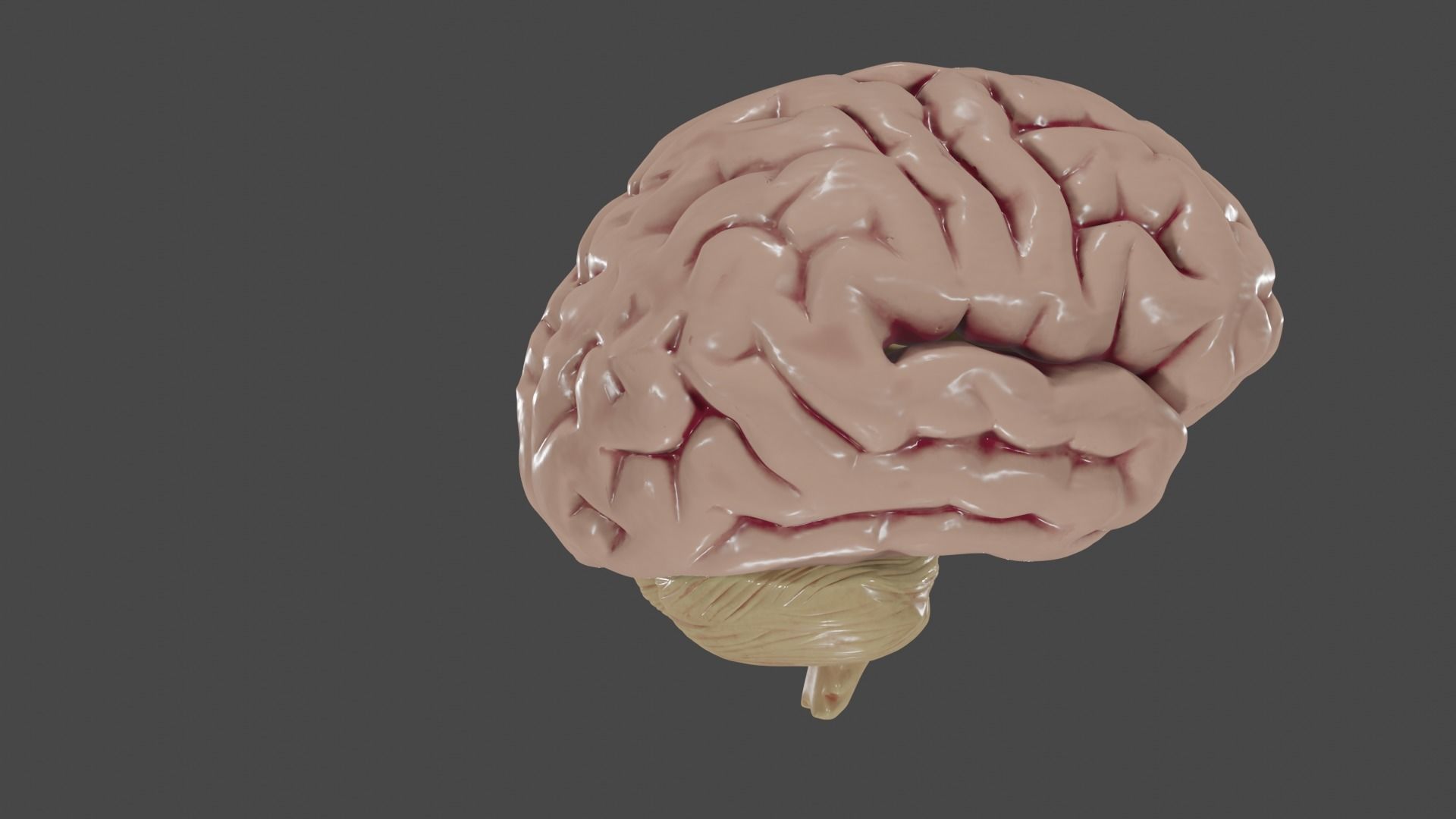 Brain Low poly 3d model human Low-poly 3D model_5