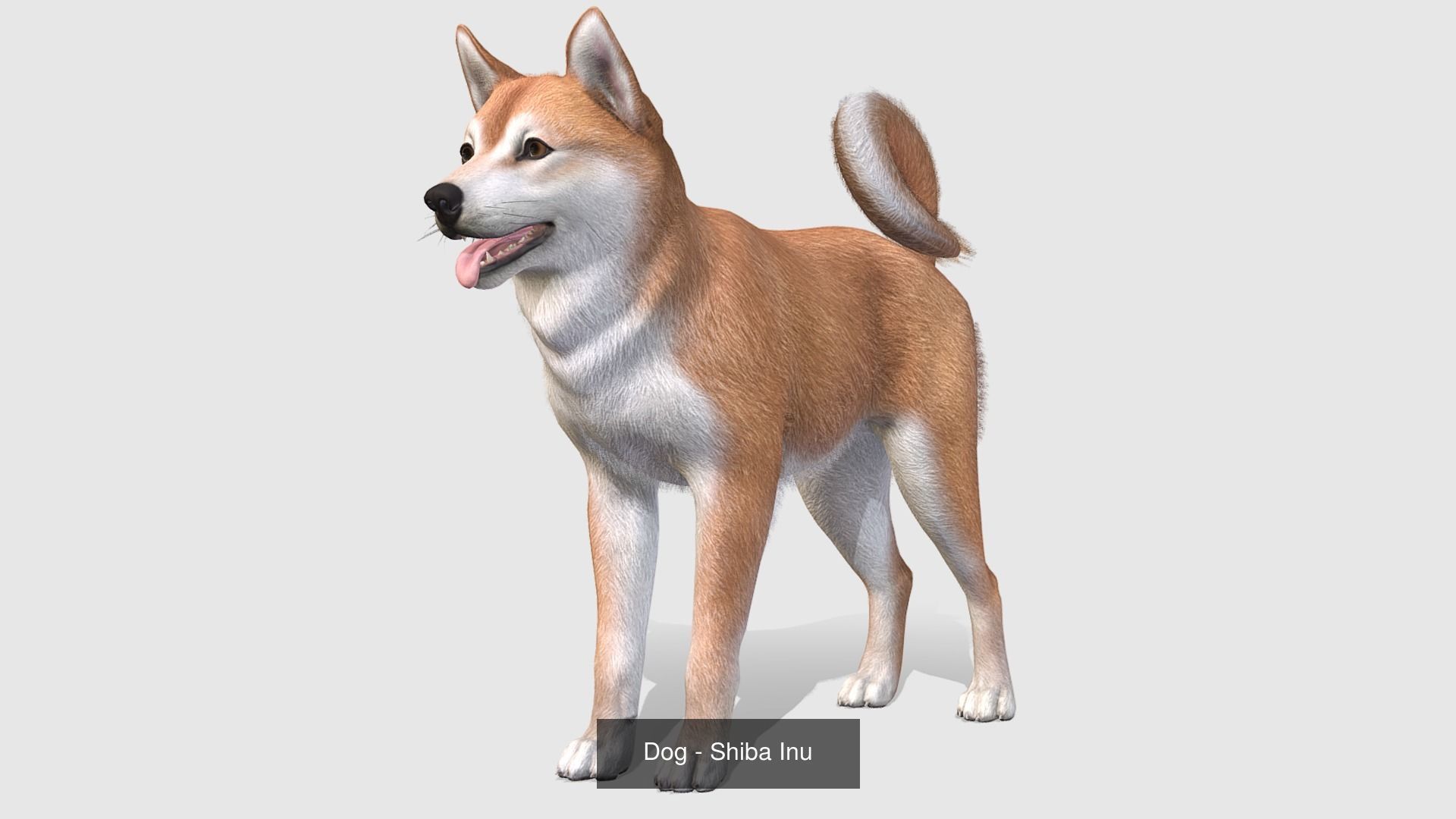Dogs big pack 3D Model Collection_46