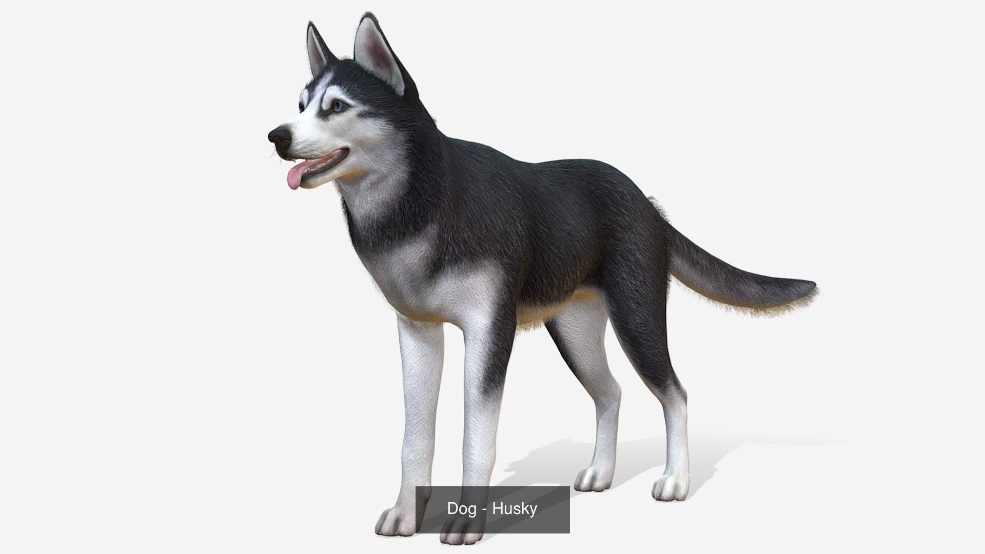 Dogs big pack 3D Model Collection_21