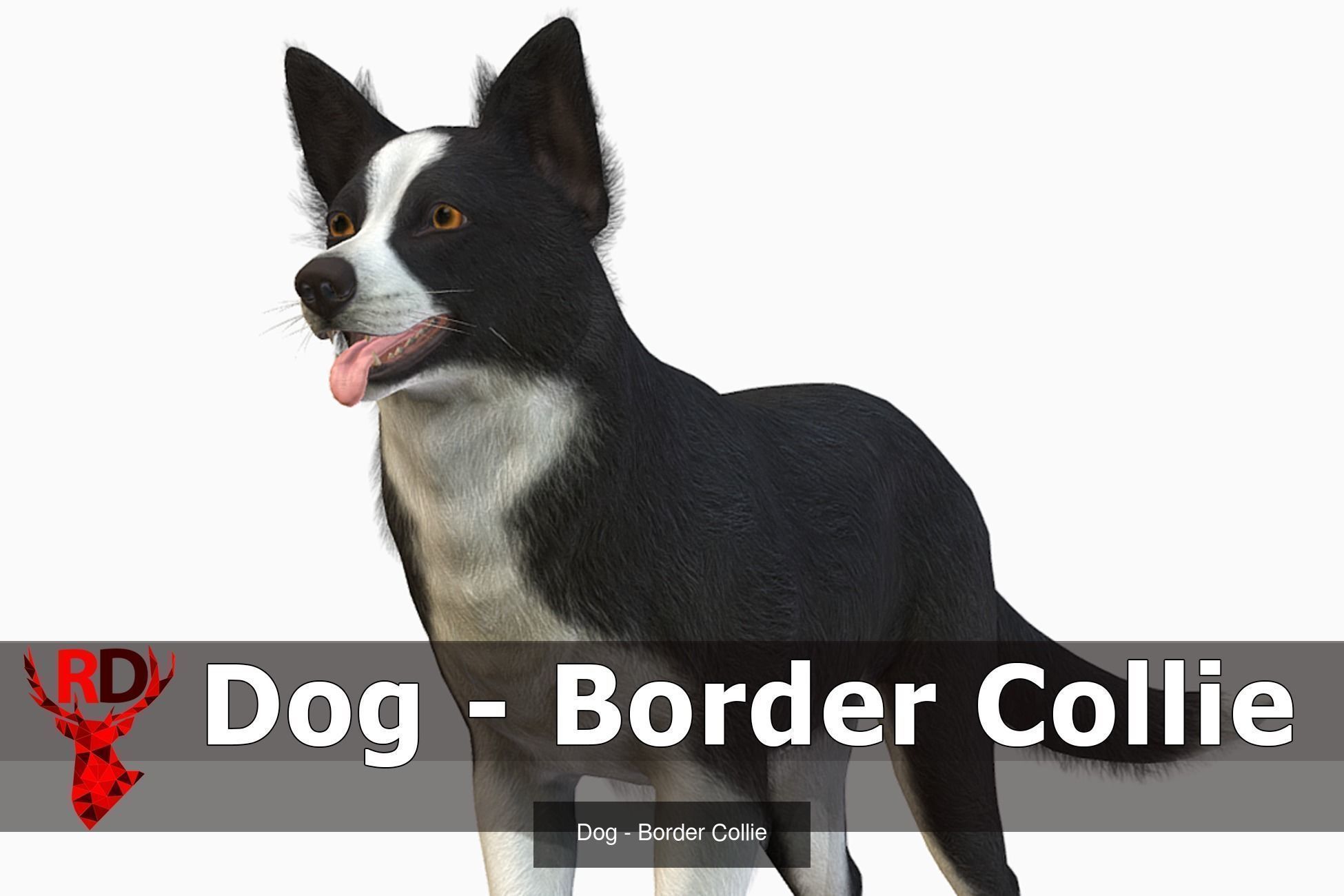 Dogs big pack 3D Model Collection_36