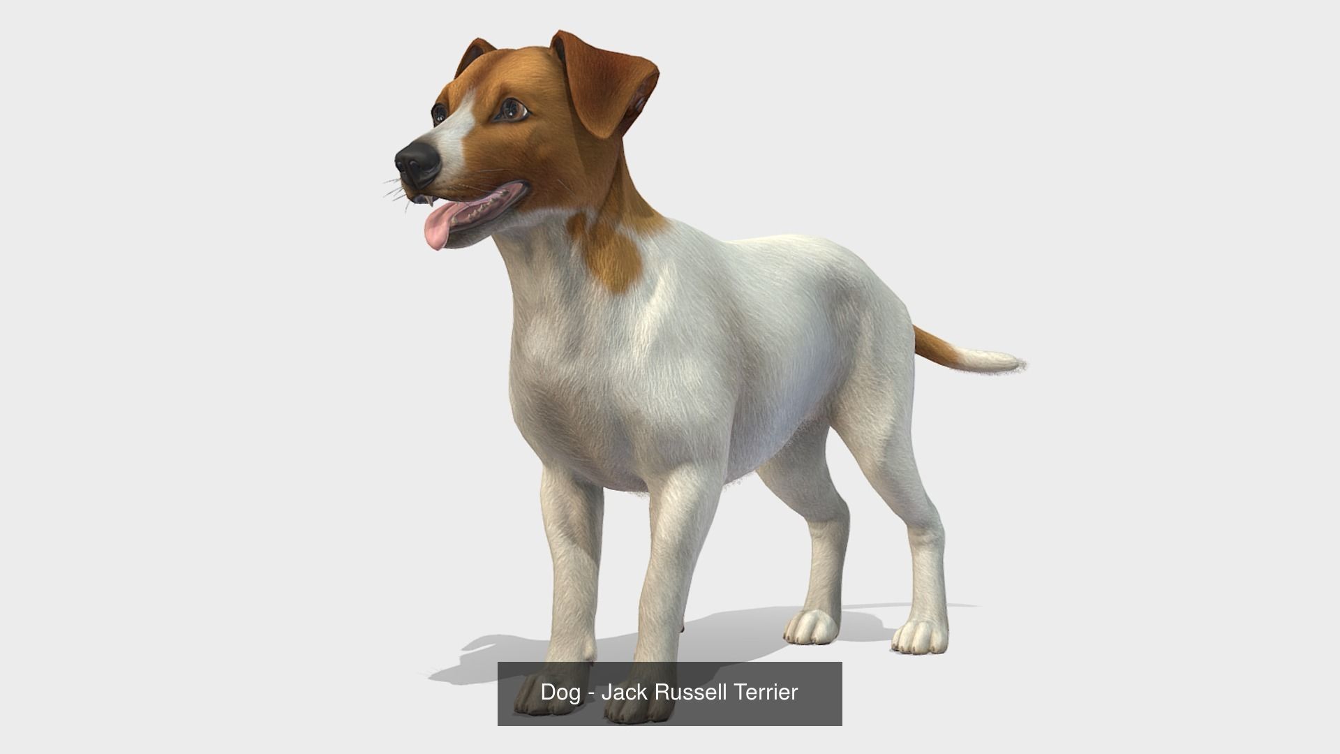 Dogs big pack 3D Model Collection_39