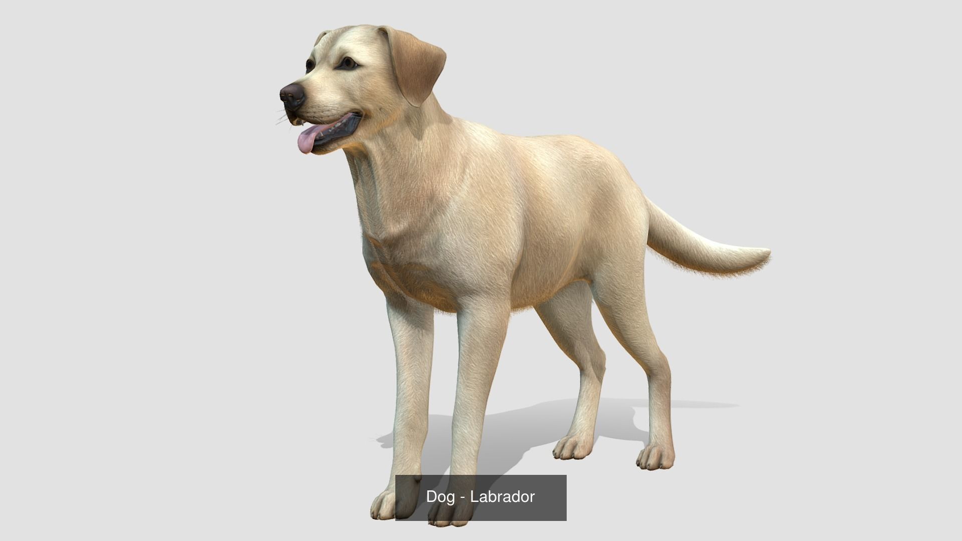 Dogs big pack 3D Model Collection_35