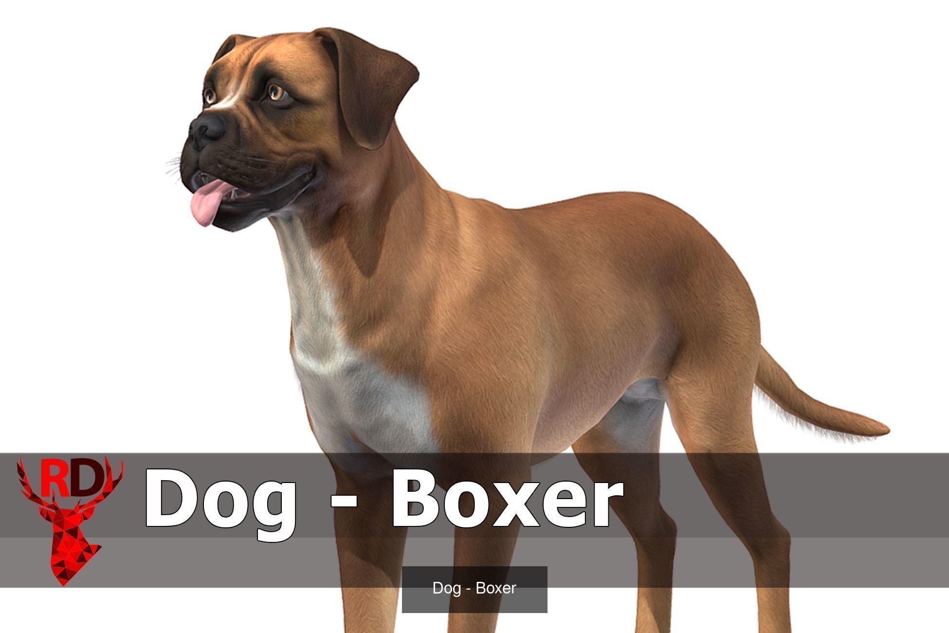 Dogs big pack 3D Model Collection_45