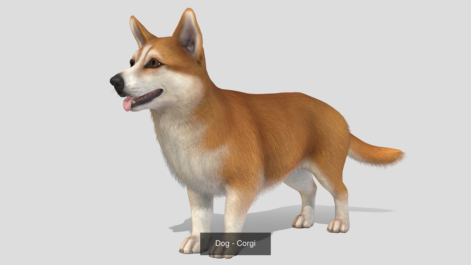 Dogs big pack 3D Model Collection_37