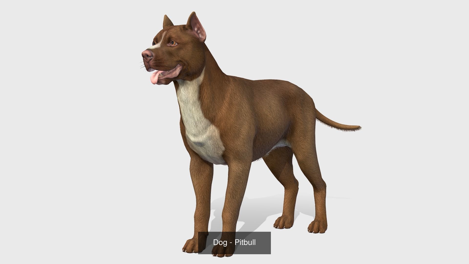 Dogs big pack 3D Model Collection_33
