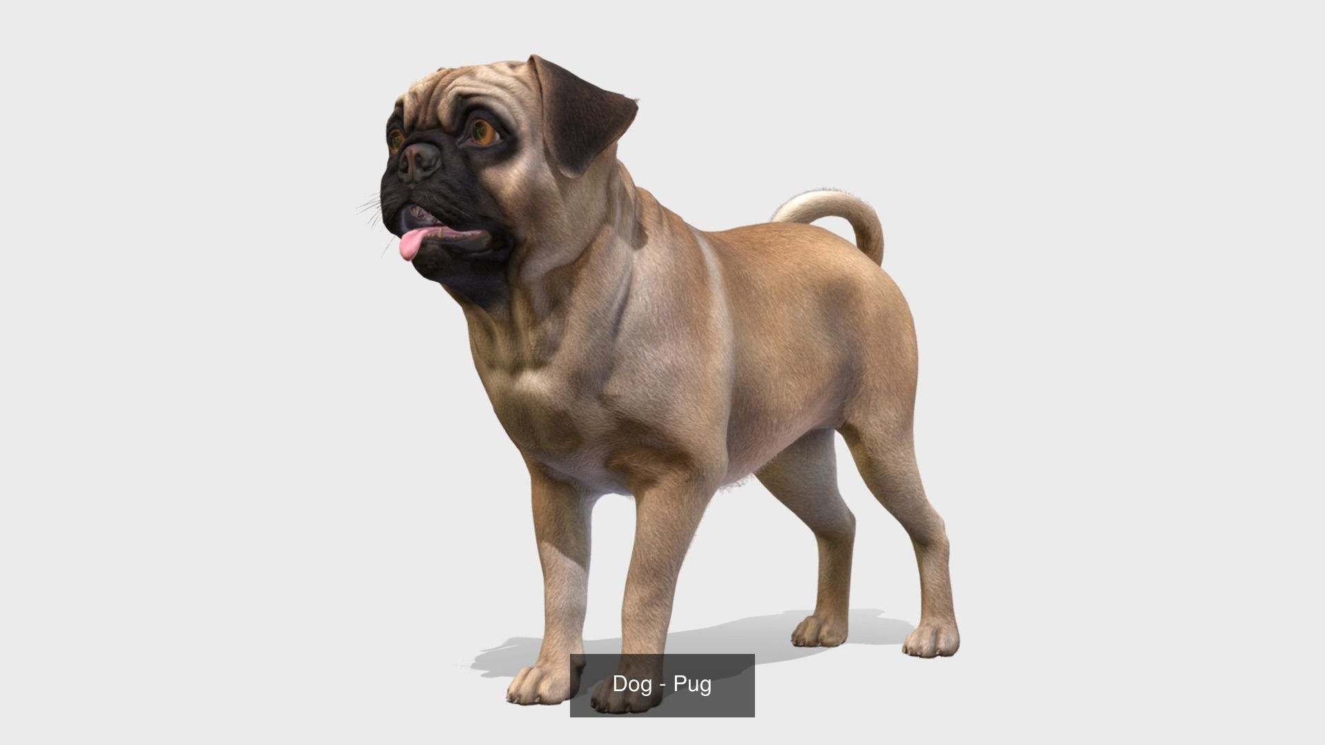 Dogs big pack 3D Model Collection_38