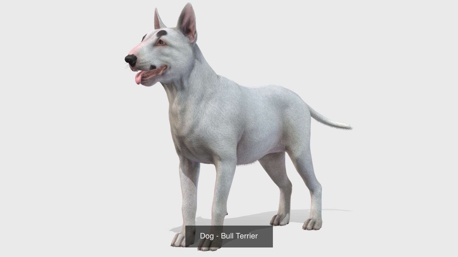 Dogs big pack 3D Model Collection_31