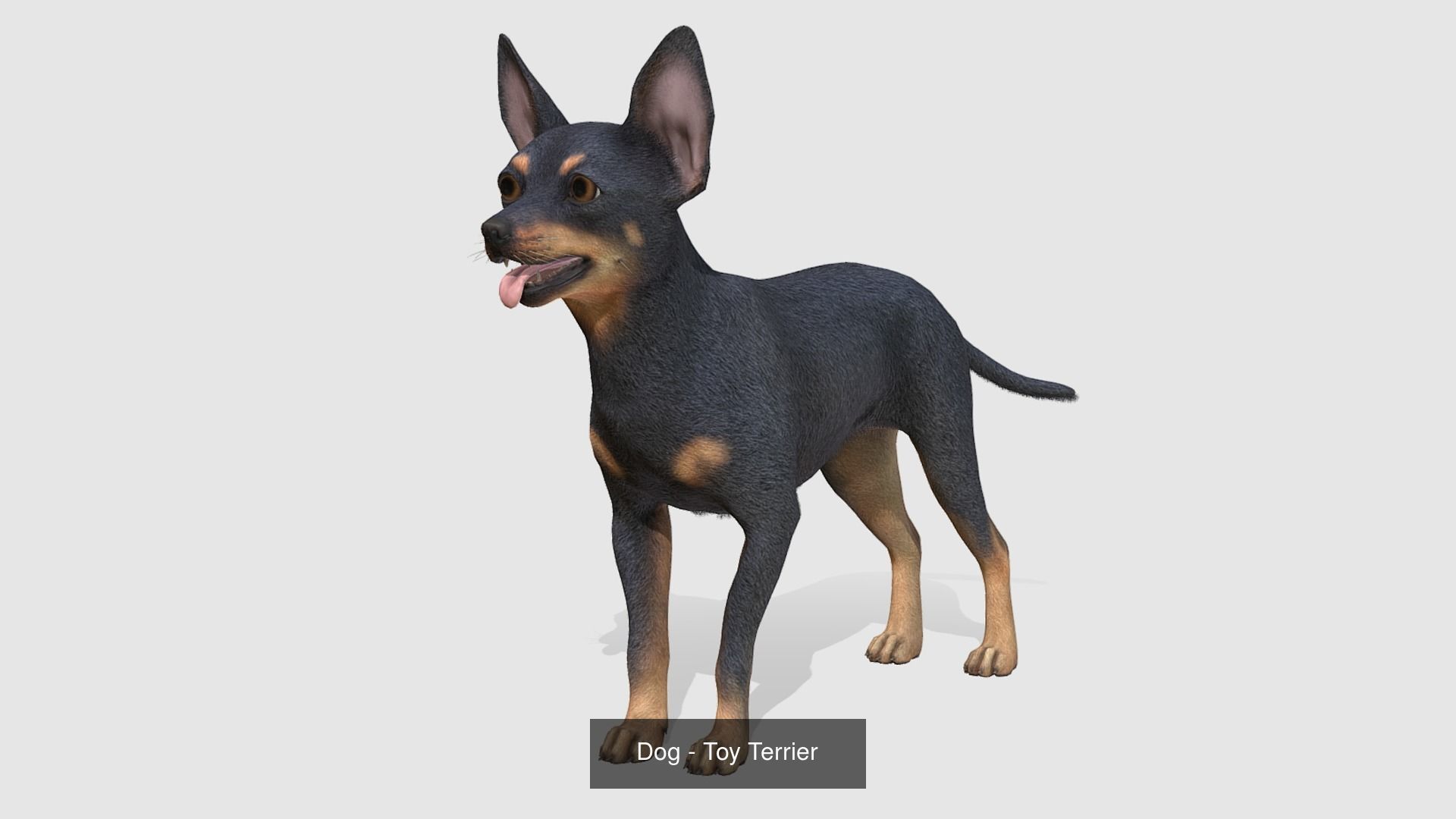 Dogs big pack 3D Model Collection_40