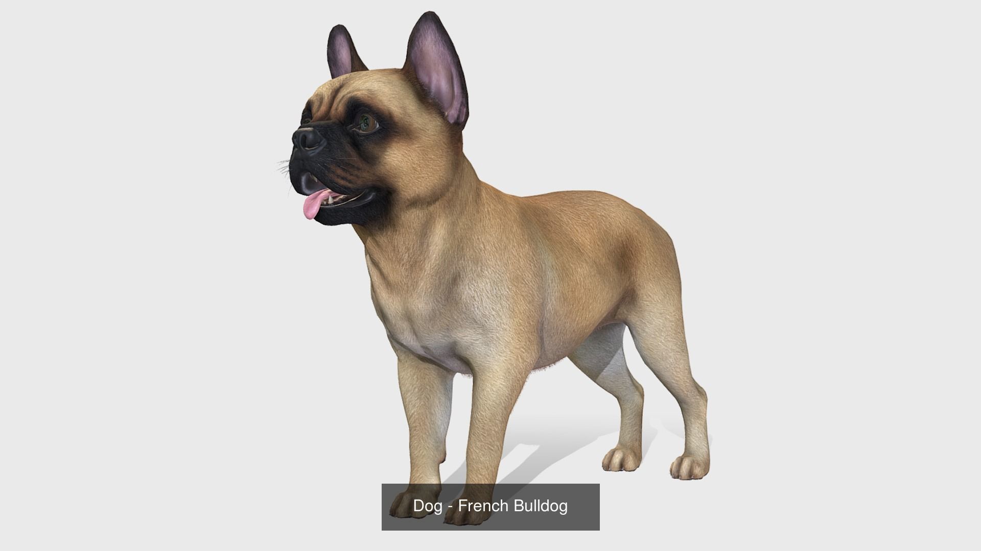 Dogs big pack 3D Model Collection_41