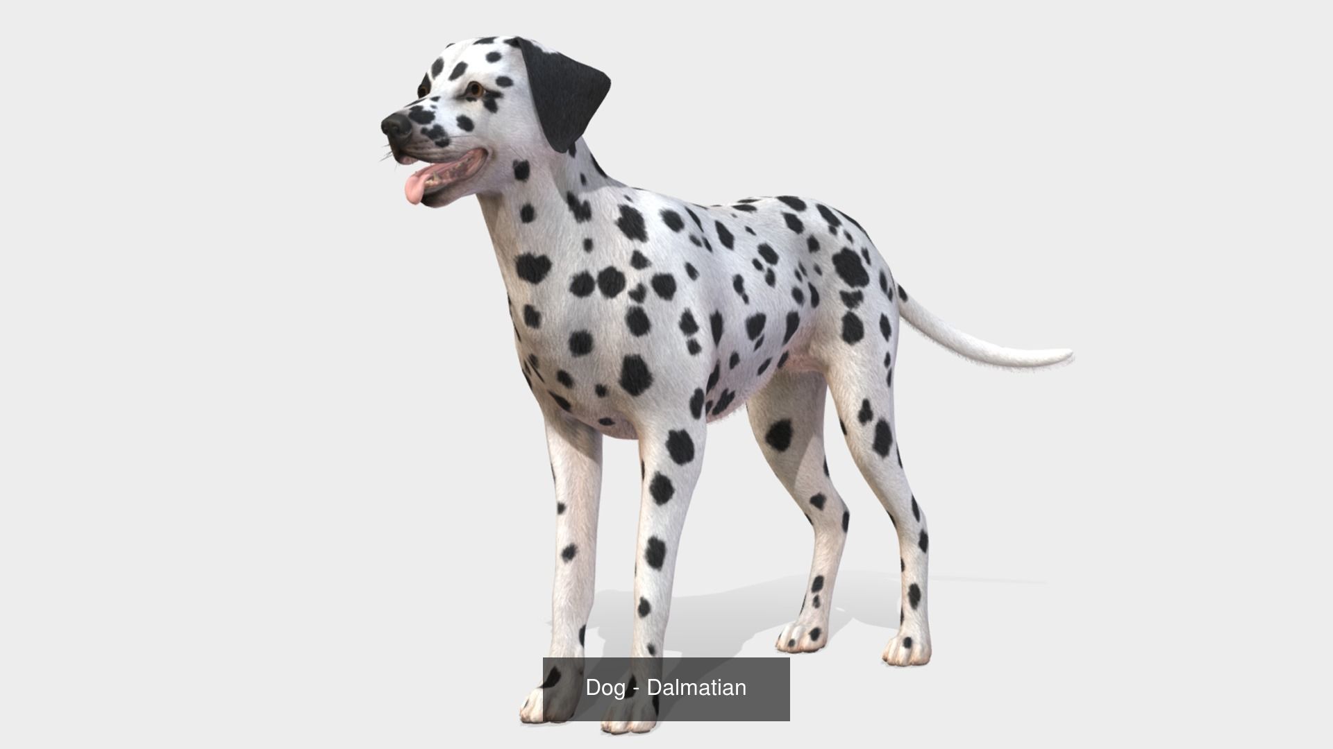 Dogs big pack 3D Model Collection_27