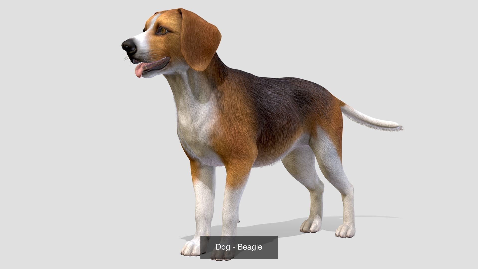 Dogs big pack 3D Model Collection_42