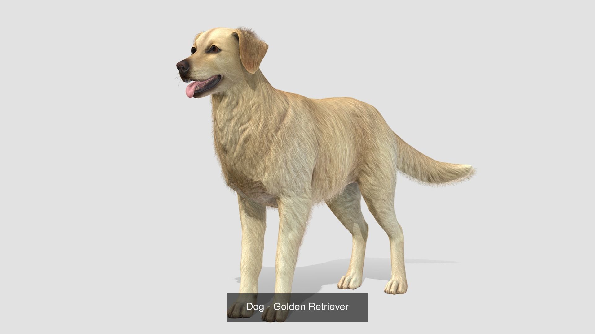Dogs big pack 3D Model Collection_25