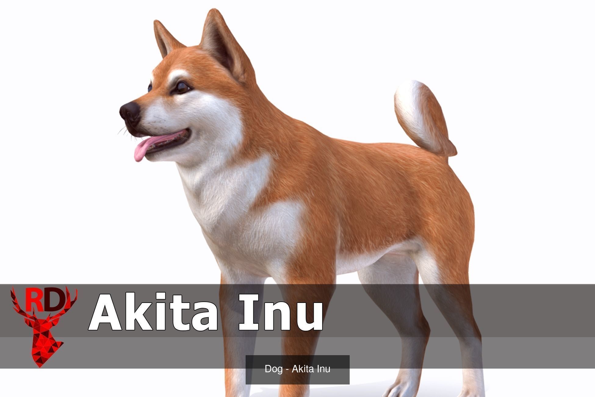 Dogs big pack 3D Model Collection_19