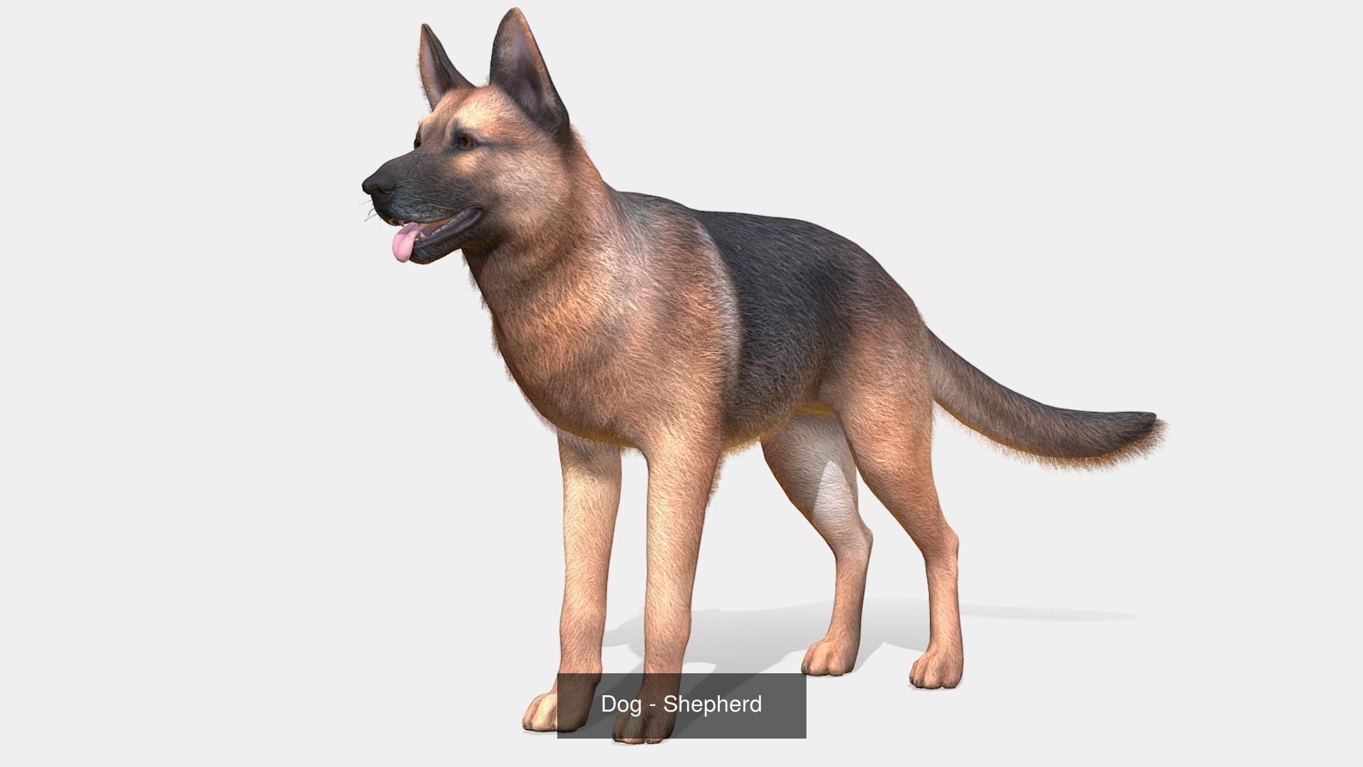 Dogs big pack 3D Model Collection_23