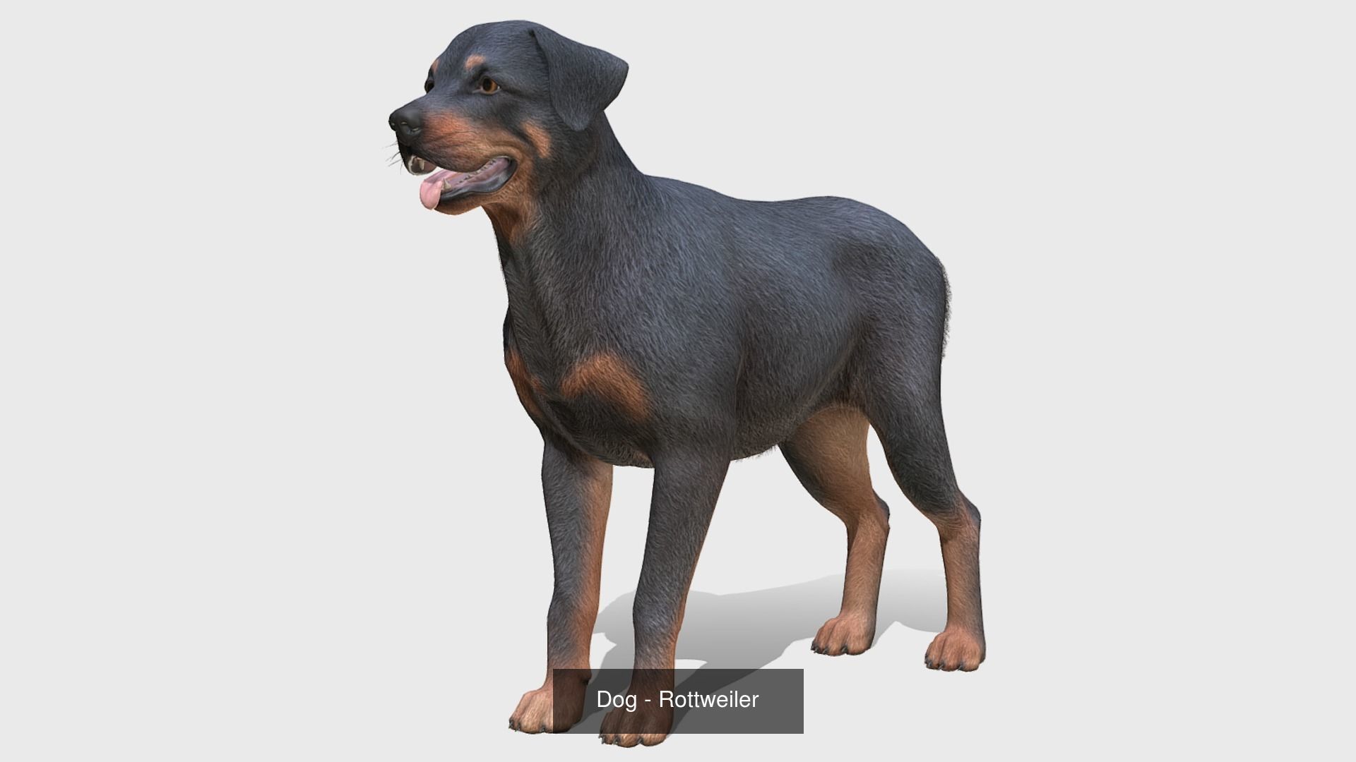 Dogs big pack 3D Model Collection_43