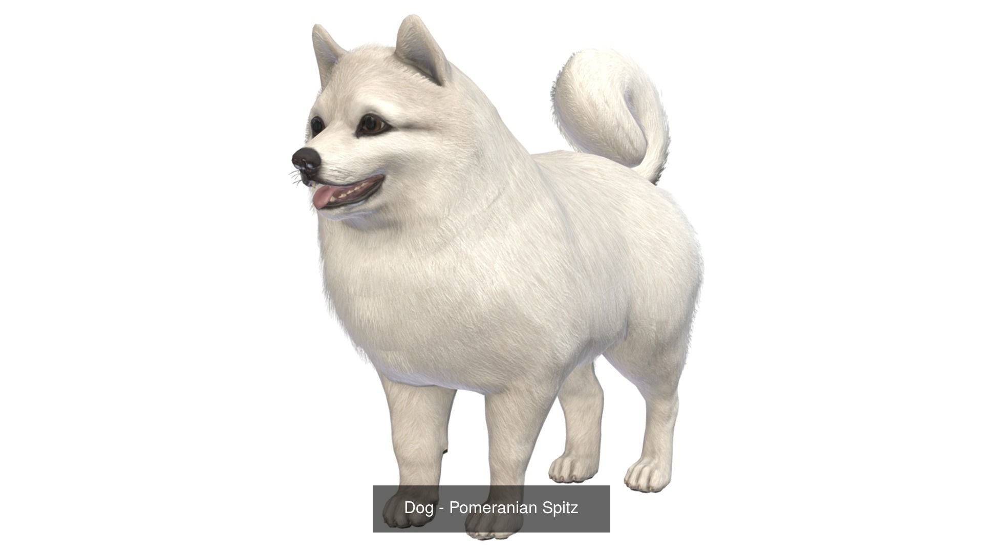 Dogs big pack 3D Model Collection_44
