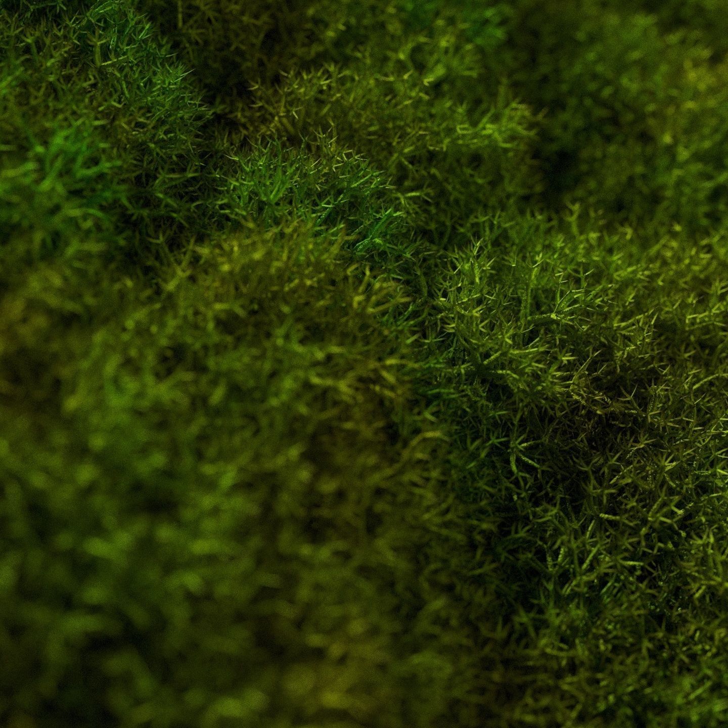 Stabilized moss wall panels 3D model_14