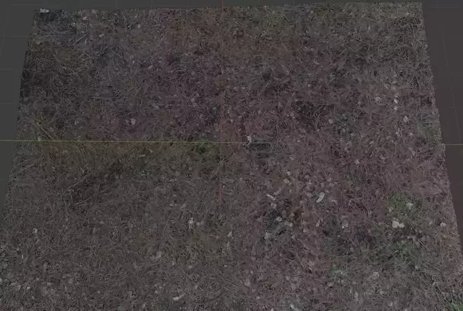 Forest pine tree needles ground soil