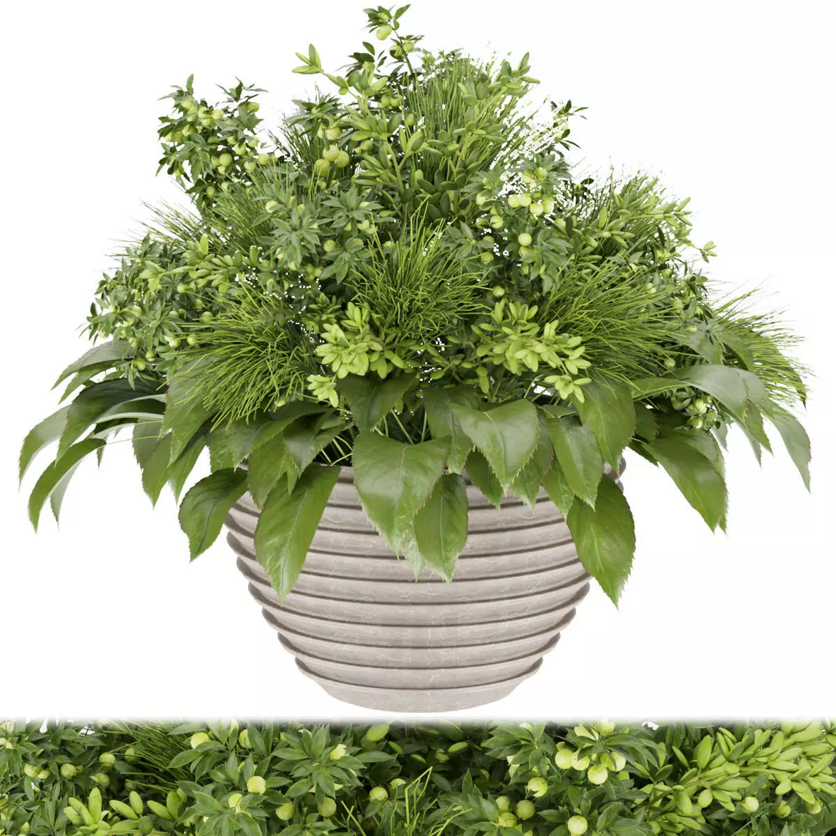 Collection plant vol 154 3D model