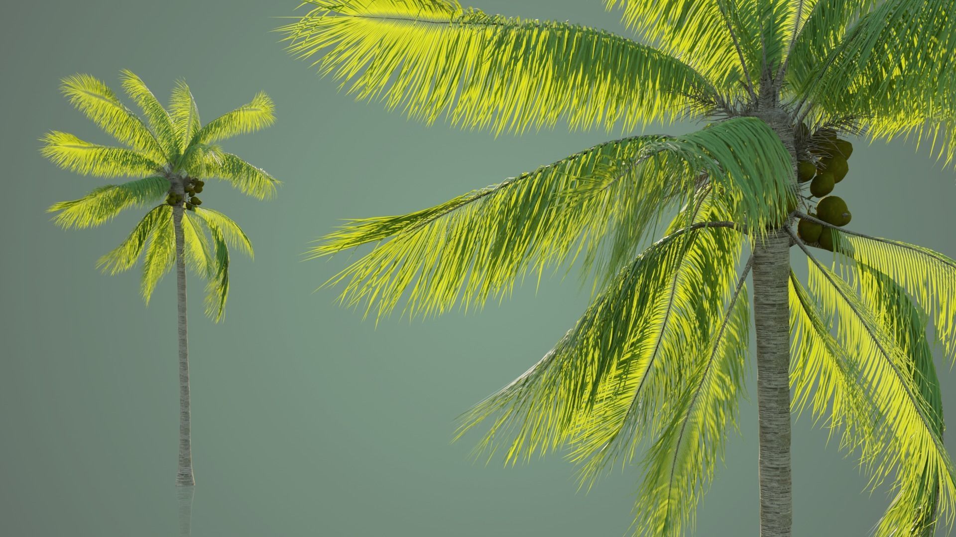Palm Trees Low-poly 3D model_7