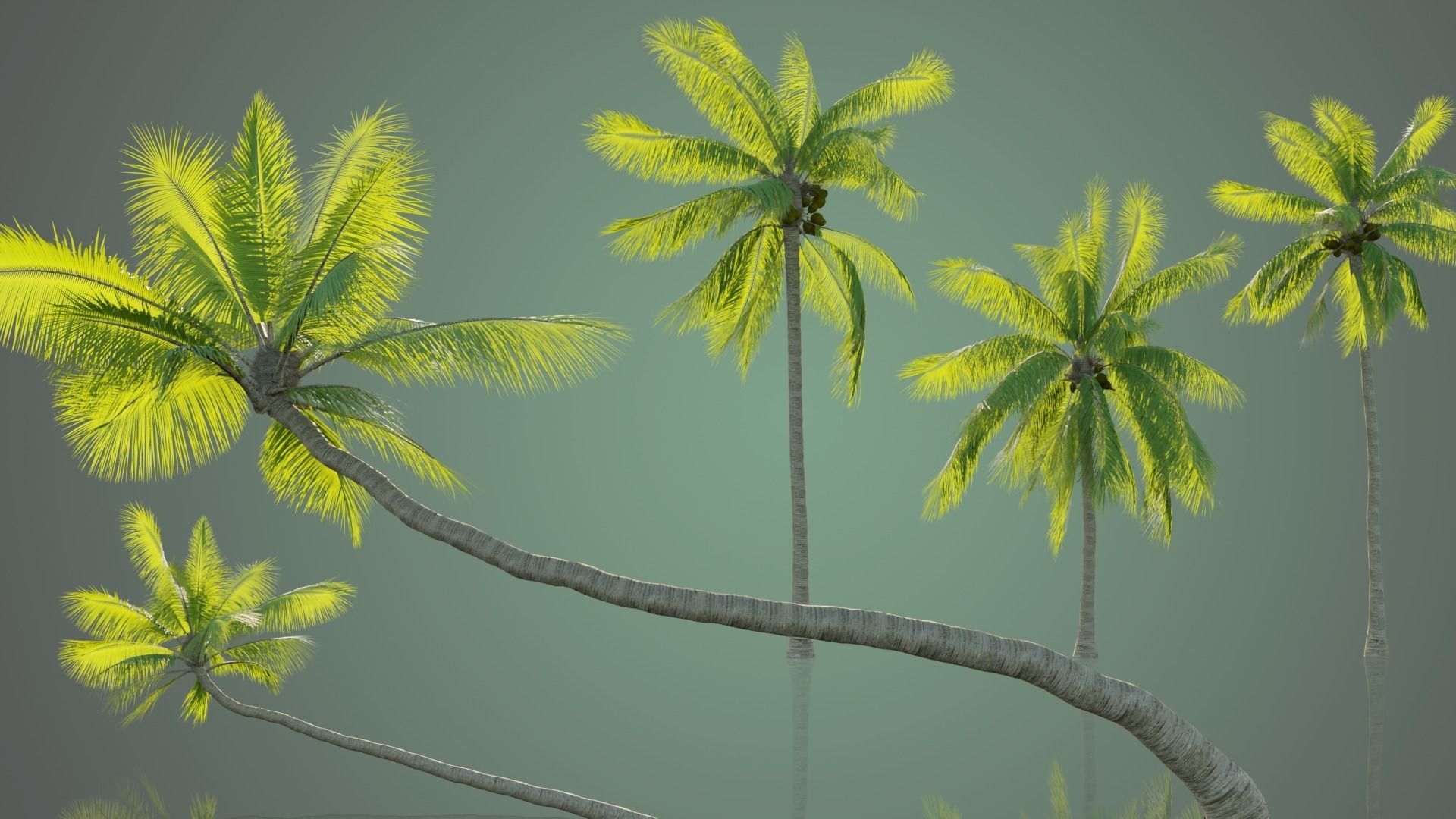 Palm Trees Low-poly 3D model_12